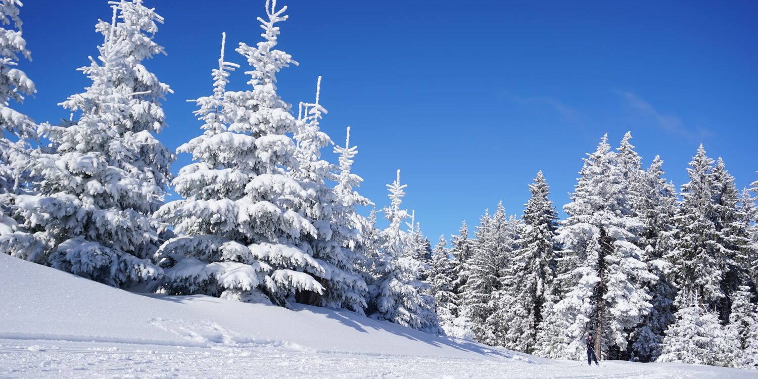 Talvinen metsämaisema, sininen taivas, hiihtolatu ja hiihtäjä.