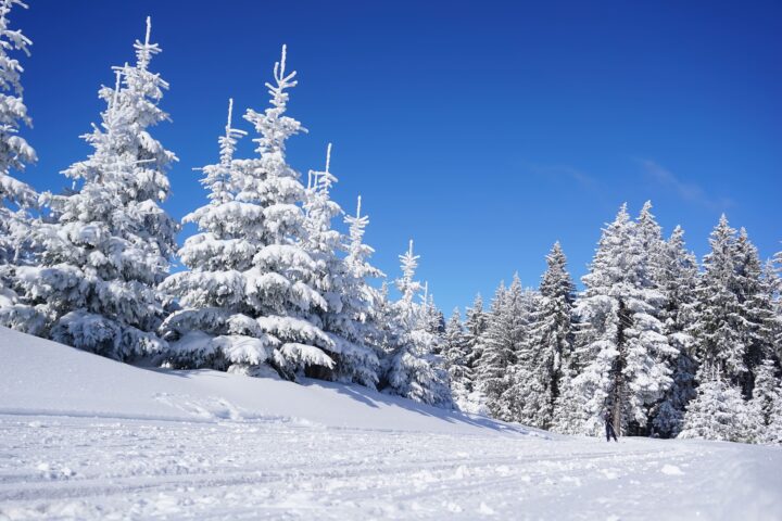 Talvinen metsämaisema, sininen taivas, hiihtolatu ja hiihtäjä.